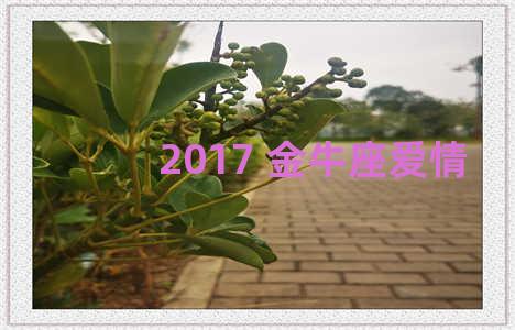 2017 金牛座爱情